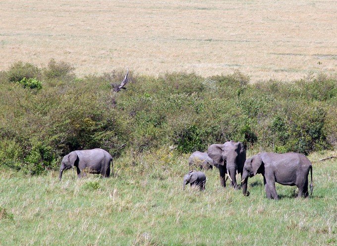 12天肯尼亚动物大迁徙自驾之旅,肯尼亚动物旅行