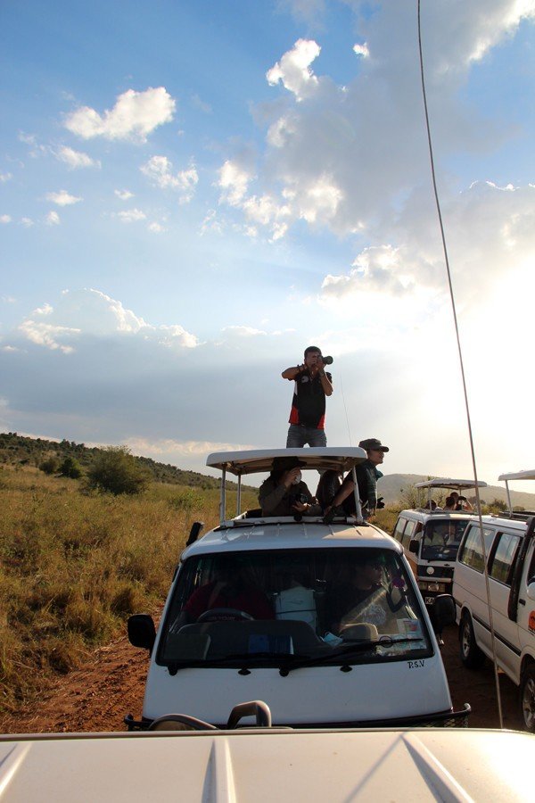 12天肯尼亚动物大迁徙自驾之旅,肯尼亚动物旅行