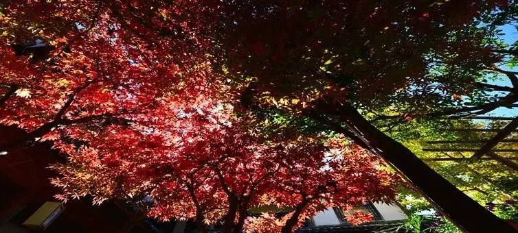 丽*青江**旅：愿你的颠沛流离，终将被妥善安放