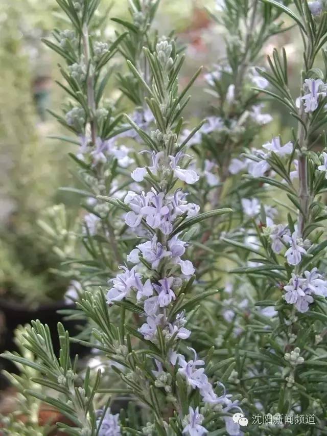 沈阳最新赏花地点,沈阳周边自驾赏花