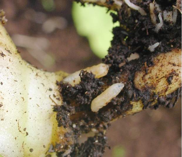 餐厨垃圾恶臭气体处理方法,厨余垃圾桶发臭怎么解决