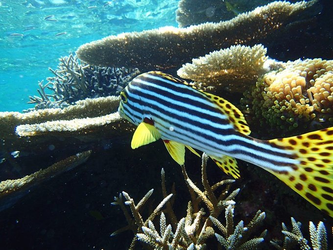 马尔代夫莉莉岛适合几月份去,马尔代夫莉莉岛旅游攻略