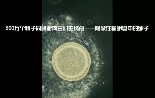 造人计划之前需要做的事,造人计划必须做的事