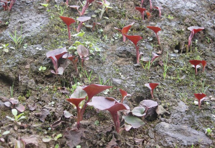 那些被我们随手扔掉的中药,那些被我们扔掉的中药