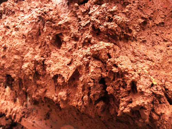 想要养好花该怎么做,米兰花移植注意事项