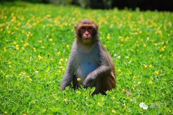 海南的海岛旅游南湾猴岛,推荐一个好地方南湾猴岛
