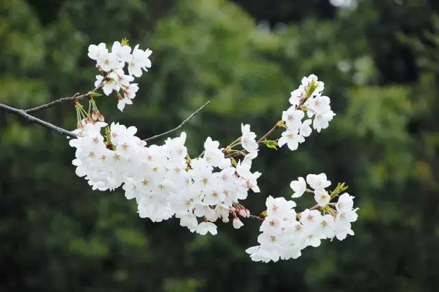 上海中山公园游玩需多少时间,上海中山公园现在去免费吗