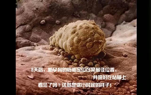 造人计划之前需要做的事,造人计划必须做的事