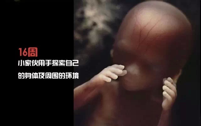 造人计划之前需要做的事,造人计划必须做的事