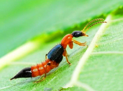 这种小虫子有这么厉害?还能要死人?