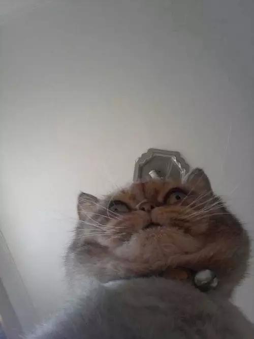 关于猫咪的9个app,喵星人铲屎官必备