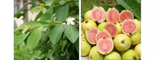鸡屎果和番石榴叶有什么好处,鸡屎果和番石榴芭乐一样吗