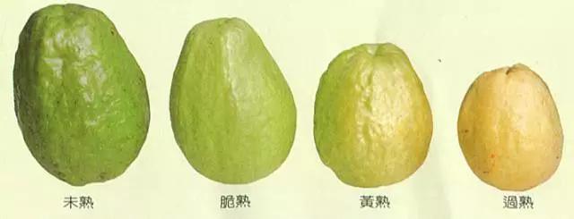 鸡屎果和番石榴叶有什么好处,鸡屎果和番石榴芭乐一样吗