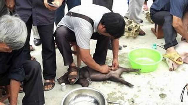 怎么才能不让睾丸坏死,阉仔猪要打针吗