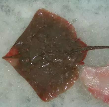 有哪些食物比臭豆腐还臭,哪些食物比臭豆腐还难吃