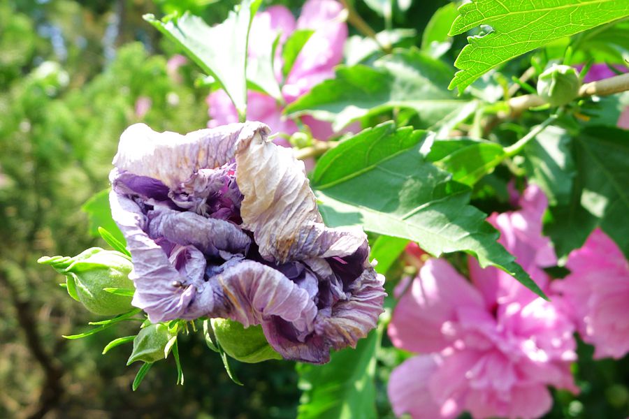 朝开暮落，转“蕣”即逝，植物里的人生况味