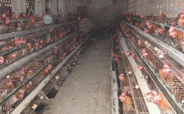 养鸡喂什么水鸡不得病,养鸡注意事项和防潮处理