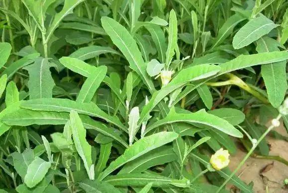 农村哪些野菜可用来治癌,田间杂草抗癌配方
