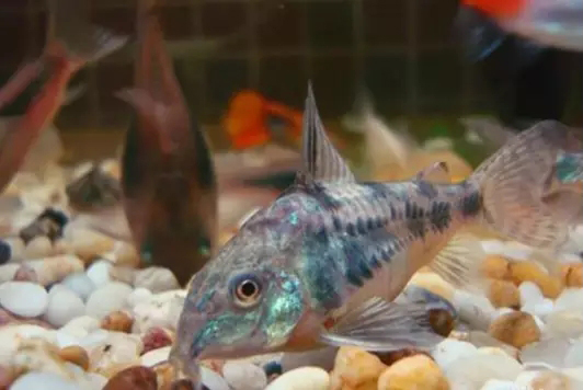 鱼缸清洁利器用什么鱼,实用鱼缸清洗工具大全图解