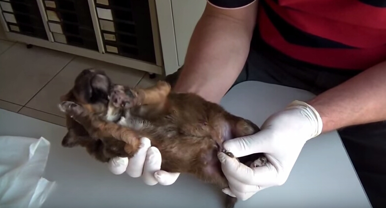 狗狗全身爬蛆还能活吗,狗狗刚出生被轧死