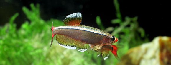 洞里发现玉石原石,洞里发现绿石