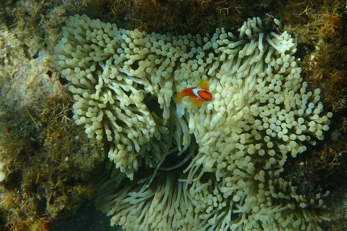 菲律宾杜马盖地和锡基霍尔地图,杜马盖地到锡基霍尔码头船时刻表