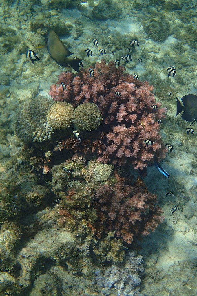 菲律宾杜马盖地和锡基霍尔地图,杜马盖地到锡基霍尔码头船时刻表