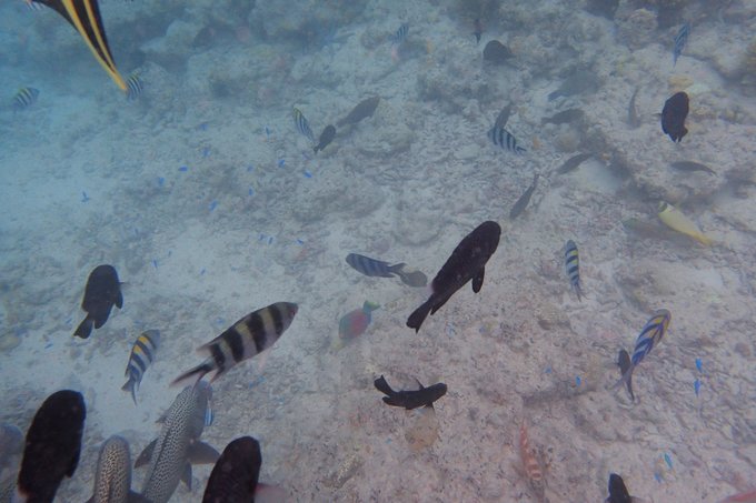 【马来西亚】娜娜携麻麻游大马（吉隆坡-兰卡威-卡帕莱）更新ing