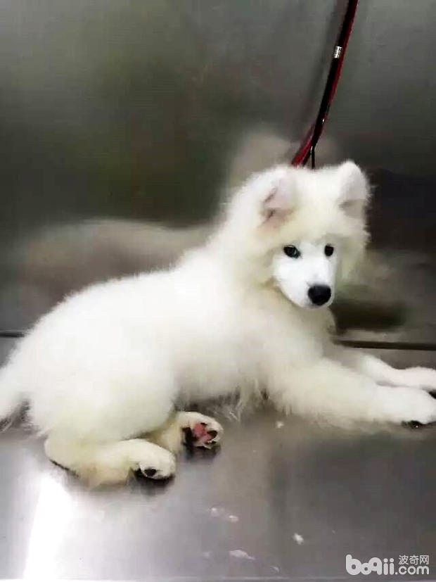 狗狗夏季注意什么,狗狗也需要防暑降温