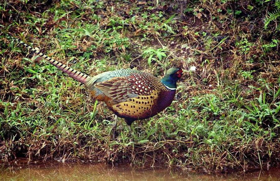 野鸡培育,农村野鸡的生长与管理