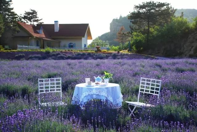 种一盆香水熏衣草,然后把它变成花糖和饼干!