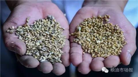 记者调查|农民在等企业在看亳州小麦流通受阻