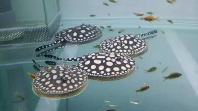 养魟人易犯!须忌六点!