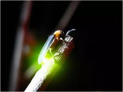 太原惊现史上最虐心的蝶萤文化节！爱我就带我去与蝶共舞、与萤作