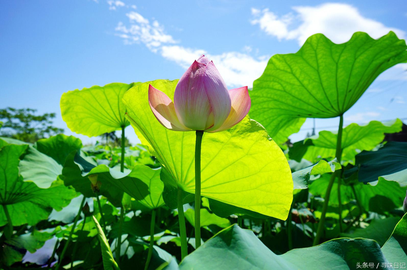 又见荷花开，莲（花、叶、子、藕）通身都是宝；上天馈赠！