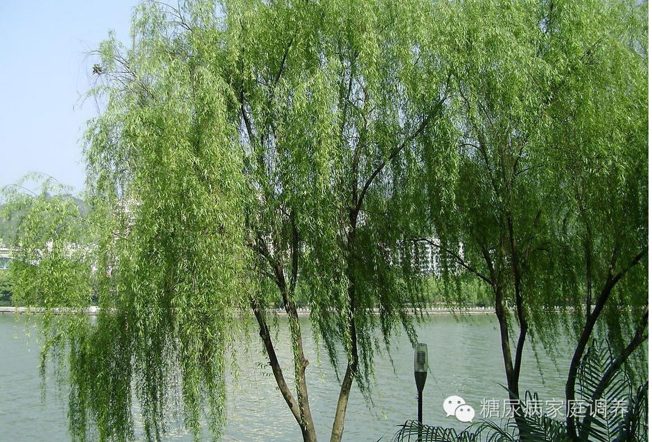 糖尿病人三多一少吃什么药最好,三多一少完全消失糖尿病是好转吗