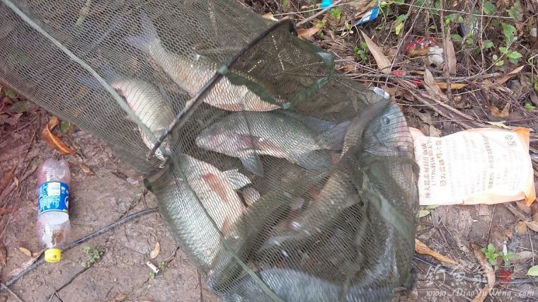 钓草鱼罗非鱼闹窝怎么办,准备钓黄蜂鱼