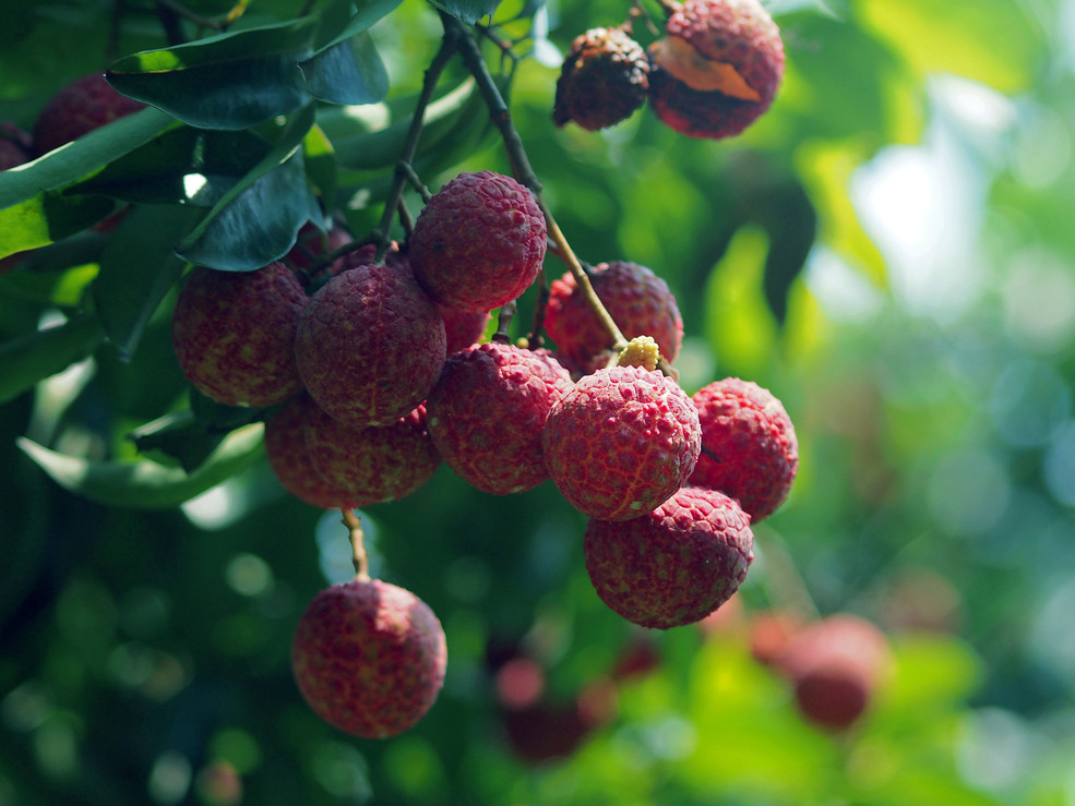 去摘荔枝全身都痒是什么原因,摘荔枝被虫子咬了又红又肿又痒