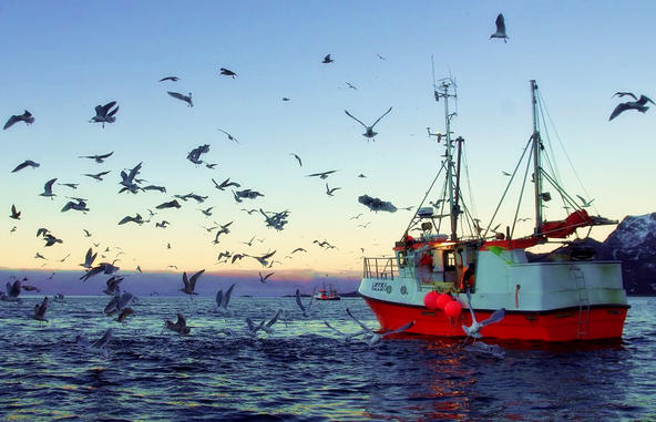 餐桌物种日历|4月20日大西洋鲱