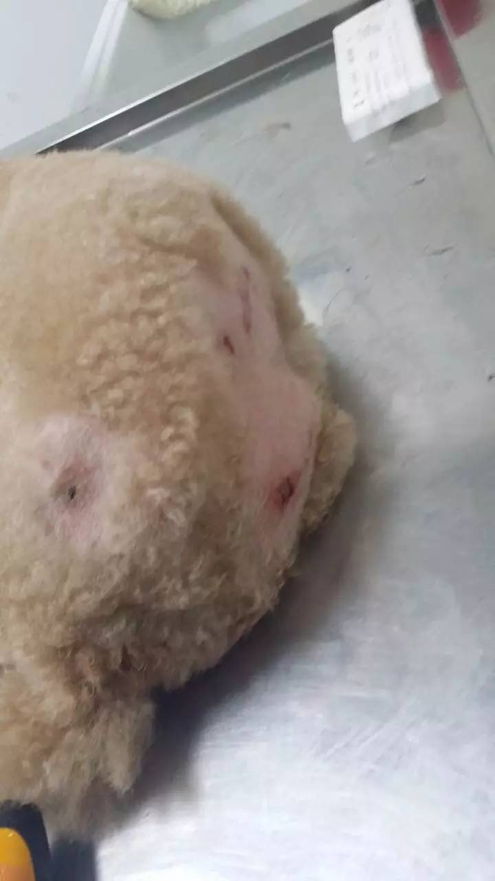 救助流浪猫狗视频,上海流浪猫狗救助中心