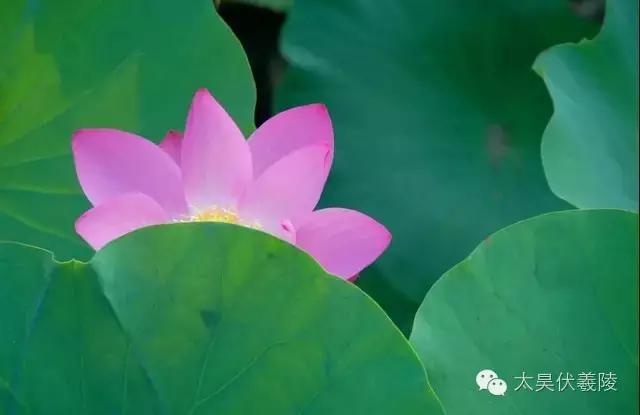 淮阳龙湖荷花视频,淮阳龙湖看荷花