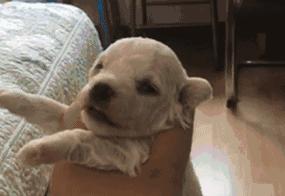 比熊选狗技巧,比熊怎么选才纯中