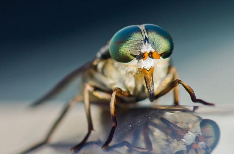 牛虻人畜皆害的吸血虫,遇见吸血虫牛虻怎么办