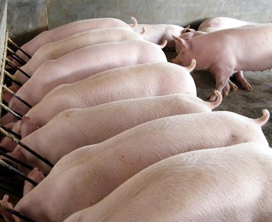 养猪的定位管理方法有哪些,养猪定位栏怎样做