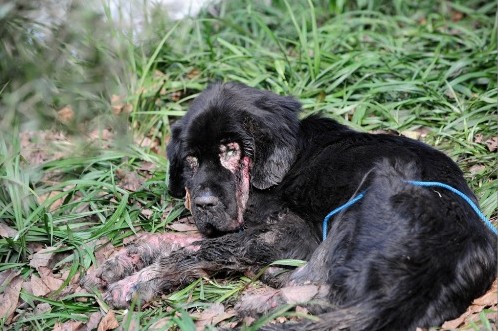 藏獒双眼流血苦等，生怕与主人错过，最终想了一个办法将带它走！