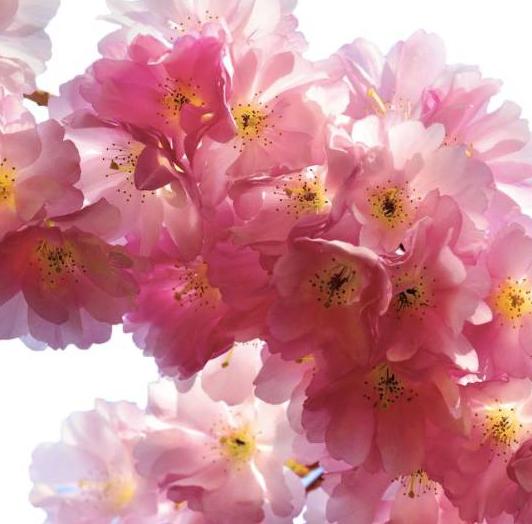 天津最迷人的樱花雨，愿你在花中起舞！