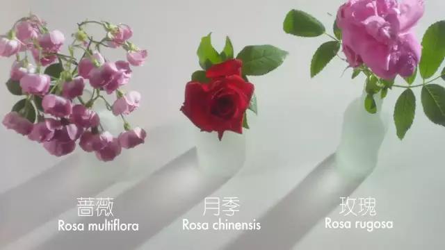 种一盆香水熏衣草,然后把它变成花糖和饼干!