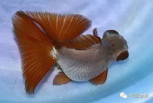 龙眼金鱼和蝶尾金鱼有什么区别,大尾金鱼品种图谱大全