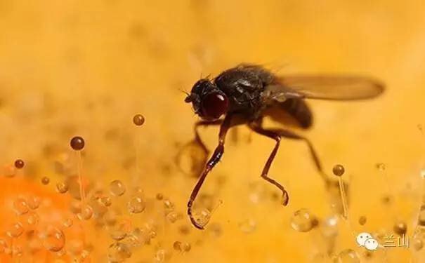 水果招的小飞虫会自己消失吗,水果烂了招来的小飞虫怎么灭杀
