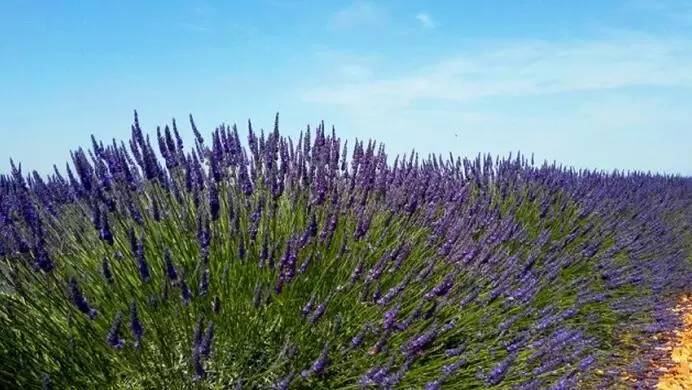 东方普罗旺斯紫色花海,普罗旺斯绚丽花海